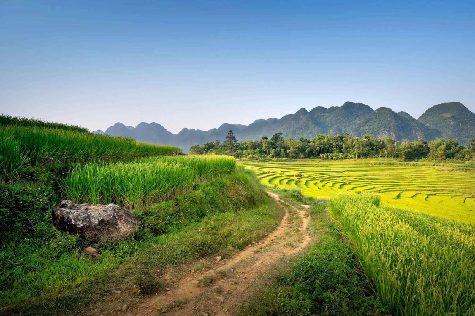 mot-con-duong-mon-di-xuyen-qua-ruong-lua-bac-thang-co-cao-bang